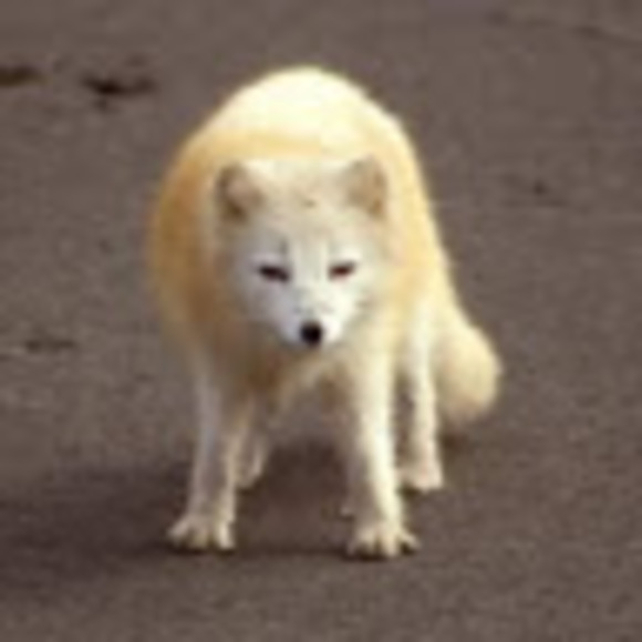 Meet your Posher, Beau - Picture 1 of 1